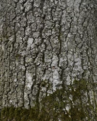 Turkey oak
