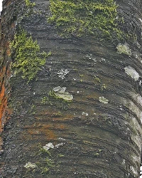 Wild cherry