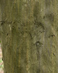 Hornbeam