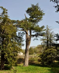 Cedrus libani