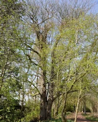 Fagus sylvatica