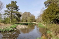 Pinus sylvestris