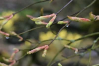 Acer palmatum