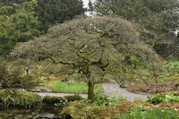Acer palmatum