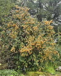 Berberis darwinii