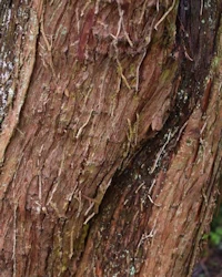 Chamaecyparis pisifera
