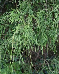 Chamaecyparis pisifera