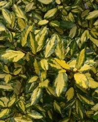 Eleagnus pungens maculata