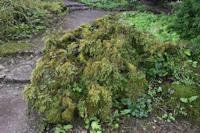 Juniperus communis