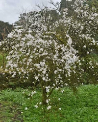 Magnolia stellata