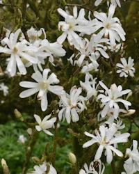 Magnolia stellata