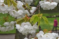 Flowering cherry