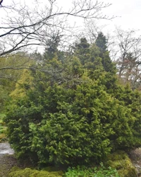Thuja plicata
