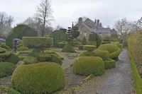 Buxus sempervirens