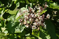 Indian bean tree