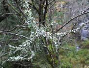 Lichen 
