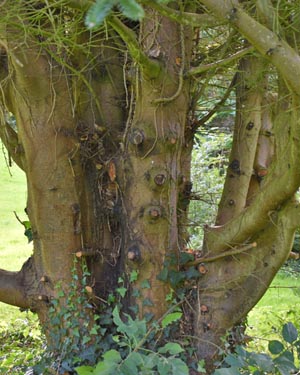 Abies stems