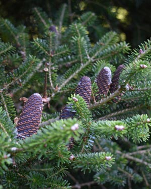 Abies koreana