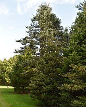 Korean fir