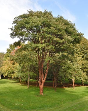 Acer griseum