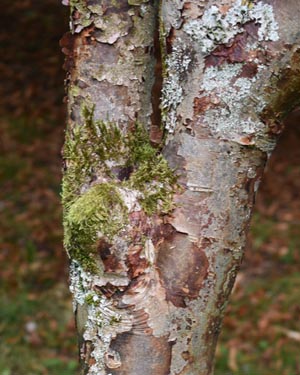 Acer griseum