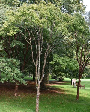 Acer griseum