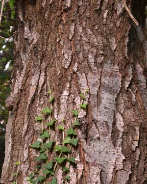 Alnus cordata