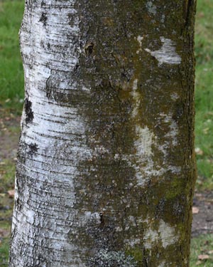 Betula pendula Tristis