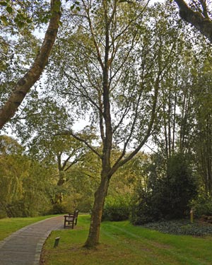 Weeping birch