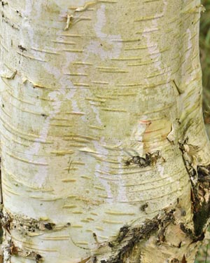 Himalayan birch