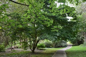 Isle of Man Arboretum