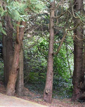 Lawson cypress