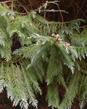 Chamaecyparis lawsoniana