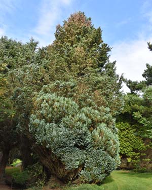Lawson cypress