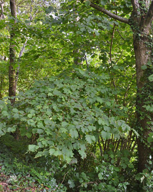 Isle of Man Arboretum