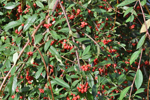 Weeping cotoneaster