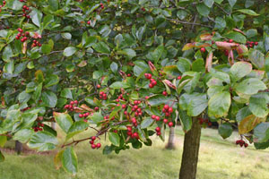 Crataegus prunifolia
