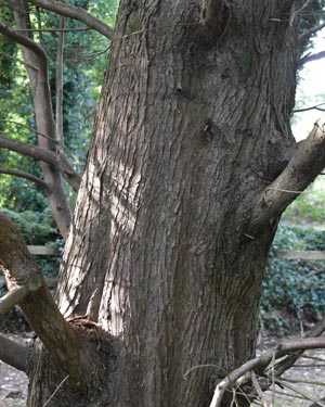 Leyland cypress silver dust