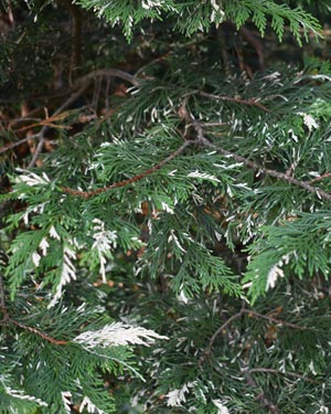 Leyland cypress sliver dust