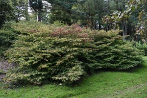 Burning bush