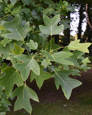 Chinese tulip tree
