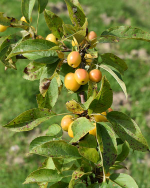 Malus golden hornet