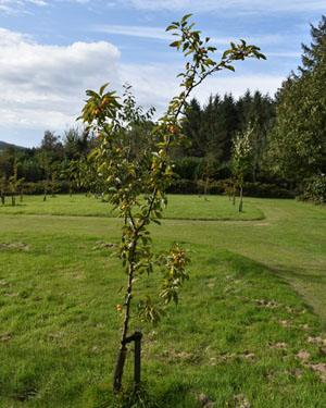 Malus golden hornet
