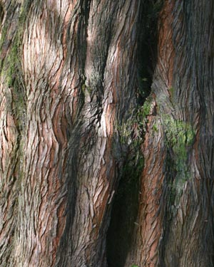 Dawn redwood