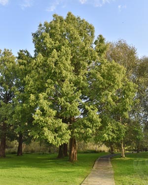 Dawn redwood