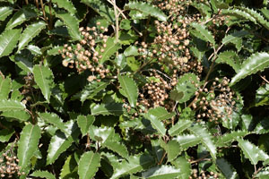 Olearia macrodonta