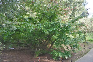 Persian ironwood