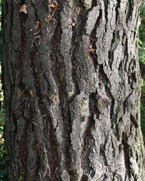 Black pine