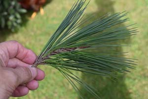 Austrian pine needles