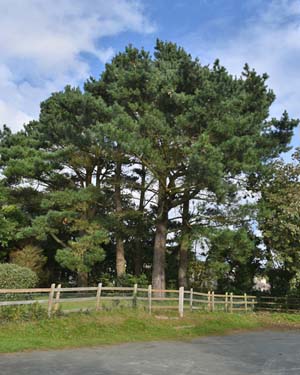 Austrian pine